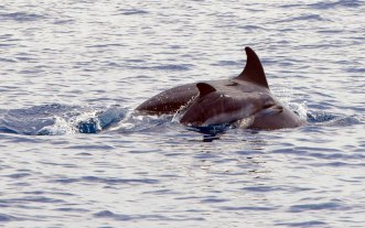 Cucciolo-delfino-con-mamma-nel-Golfo-di-Taranto